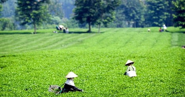 thanh-son-3-min Tham gia trải nghiệm hái chè tại đồi chè Thanh Sơn