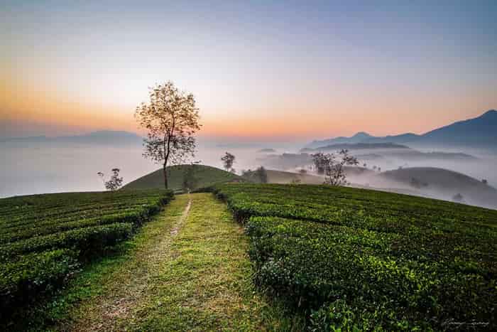 thanh-son-6-min Thỏa sức đi lại với con đường nhỏ tách riêng của đồi chè Thanh Sơn