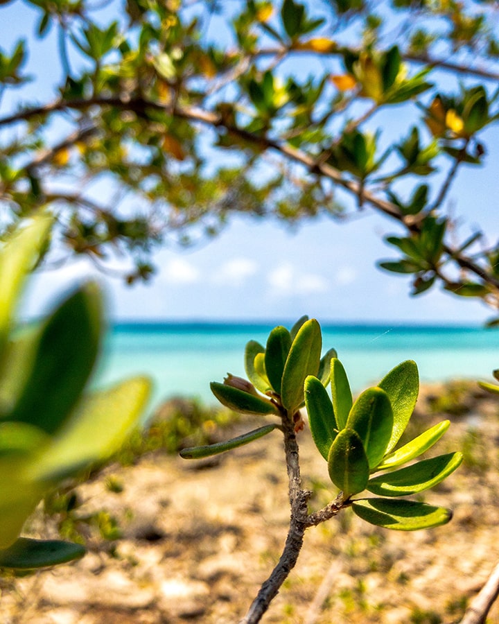 thuc-vat-xanh-tot-cung-lan-nuoc-trong-xanh-dep-den-nao-long-tai-koh-larn thuc-vat-xanh-tot-cung-lan-nuoc-trong-xanh-dep-den-nao-long-tai-koh-larn