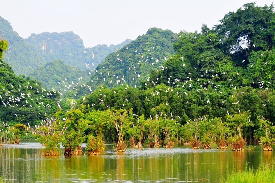 thung-nham-1-min Hình ảnh đàn chim bay lượn tại Thung Nham Ninh Bình