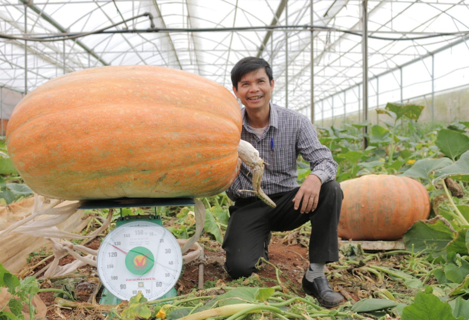 vuon-bi-ngo-khong-lo-da-lat-1-1 vườn bí ngô khổng lồ ở đà lạt