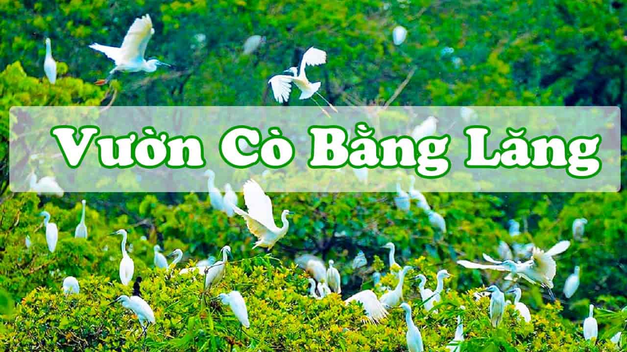 Vườn cò bằng lăng – vẻ đẹp mộc mạc đậm chất Cần Thơ