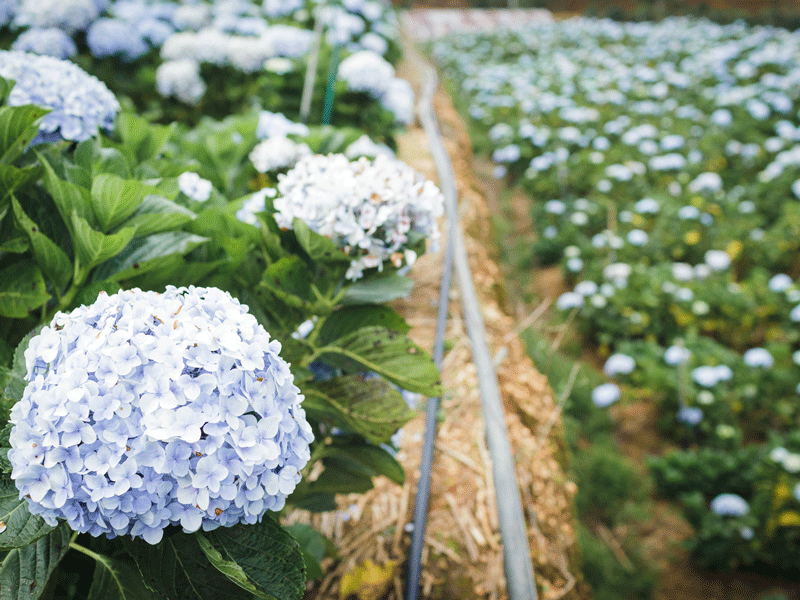 vuon-hoa-cam-tu-cau-da-lat-3 Đóa cẩm tú cầu tuyệt đẹp