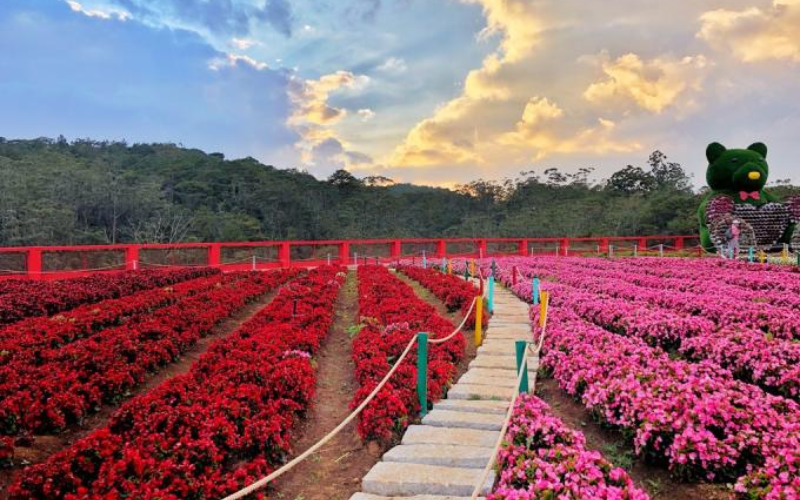 Top 8 Vườn Hoa Ở Đà Lạt Đẹp Ngất Ngây Cho Phái Sống Ảo