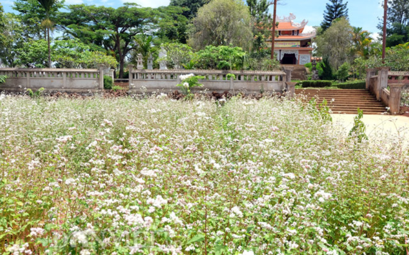 vuon-hoa-o-da-lat-khong-the-bo-qua Đến đây tham quan bạn vừa có thể chụp ảnh với hoa vừa có thể viếng chùa