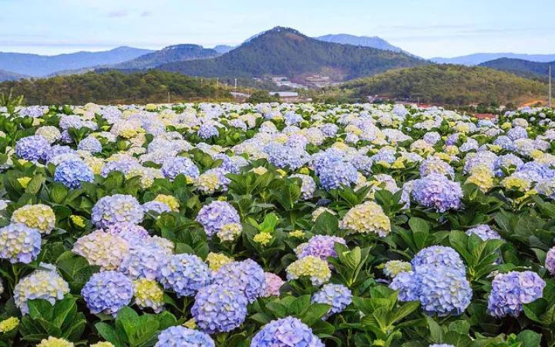 vuon-hoa-o-da-lat1 Cánh đồng hoa cẩm tú cầu Trại Mát là vườn hoa lớn nhất và cũng được nhiều người yêu thích nhất