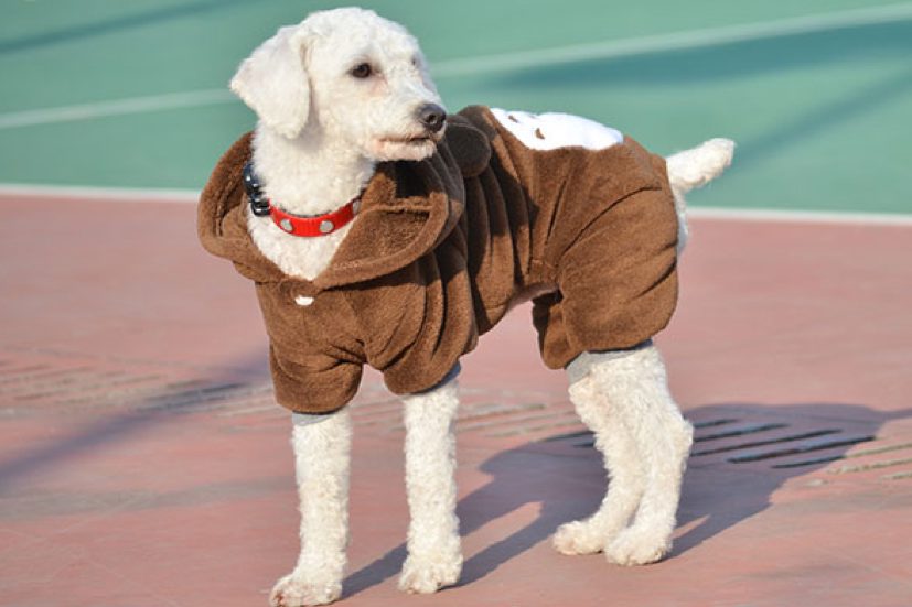 y-tuong-kinh-doanh-mua-dong-1-1 mùa đông kinh doanh gì bán chạy