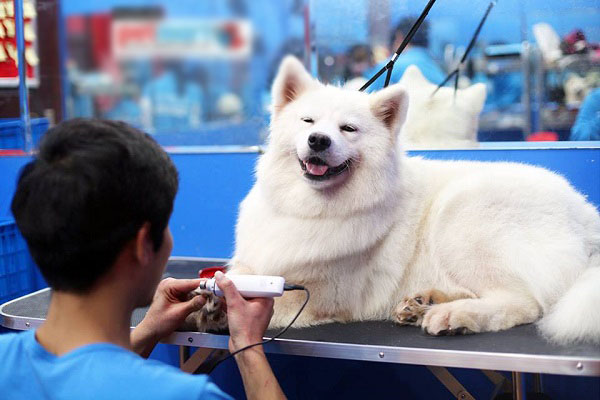 y-tuong-kinh-doanh4 Chăm sóc thú cưng - ý tưởng kinh doanh cho năm 2016 của bạn yêu động vật