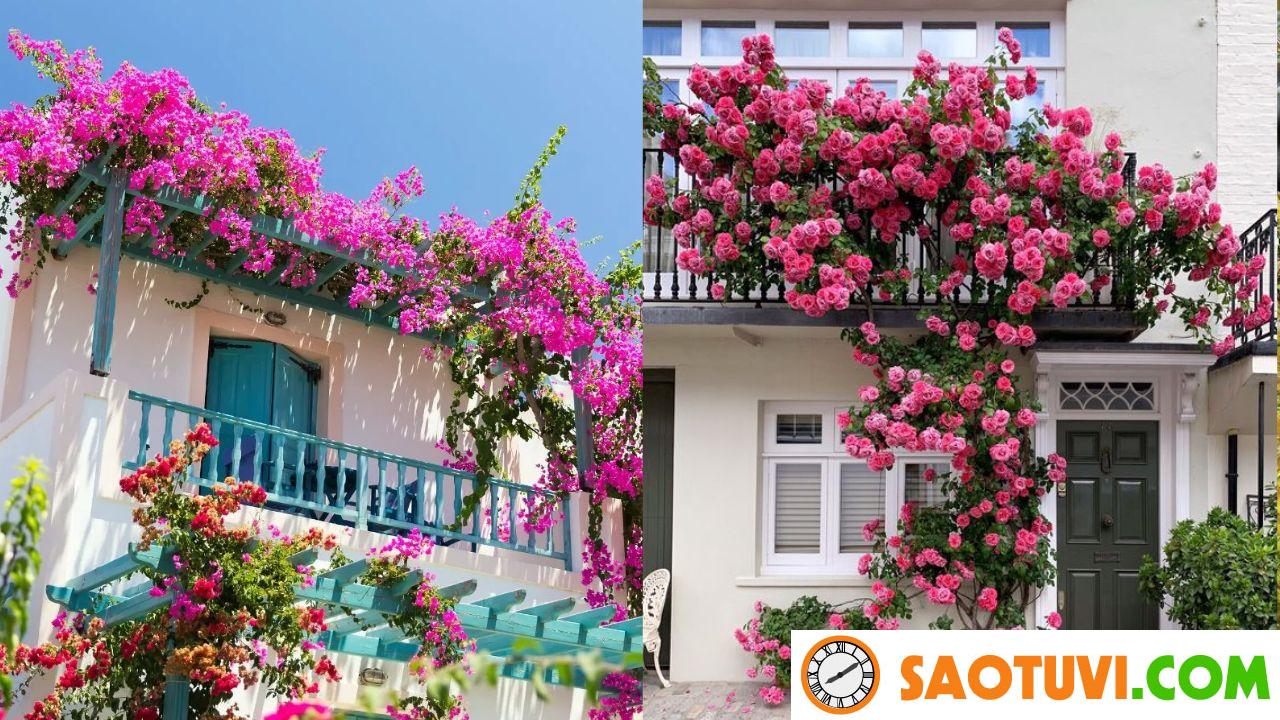 10 loài hoa chịu nắng tốt, nở quanh năm, rất thích hợp trồng ở ban công hướng Tây