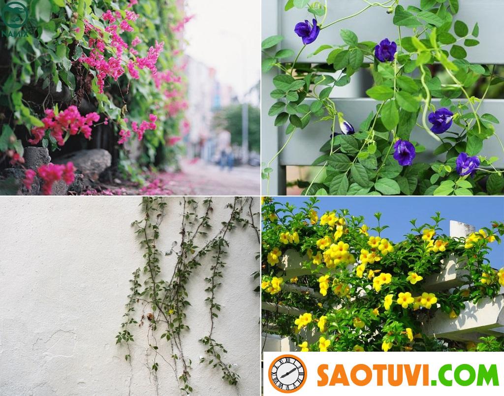 3 cây dây leo xanh quanh năm cho nhà luôn xanh mát, rất dễ chăm sóc, ít rụng lá