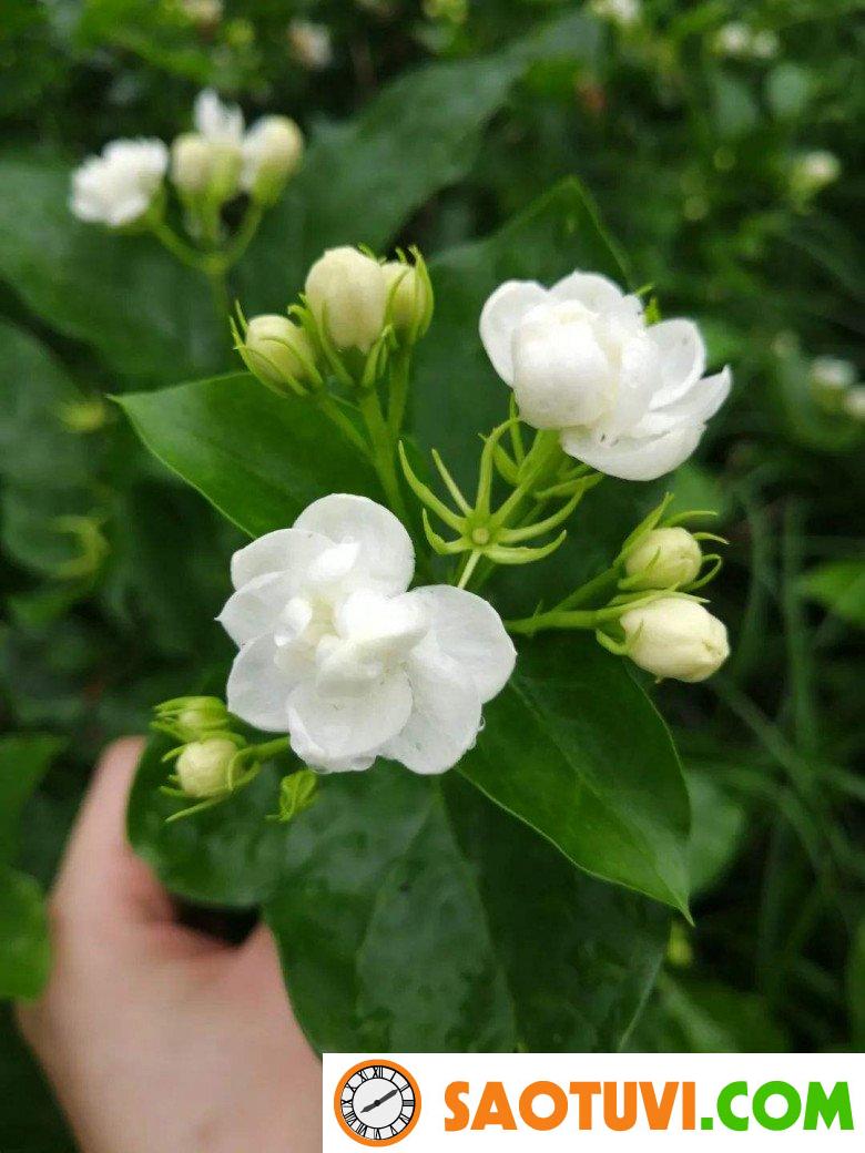 Cây hàng rào “lên đời” làm cây cảnh, hoa nở quanh năm tỏa hương thơm mát khắp nhà