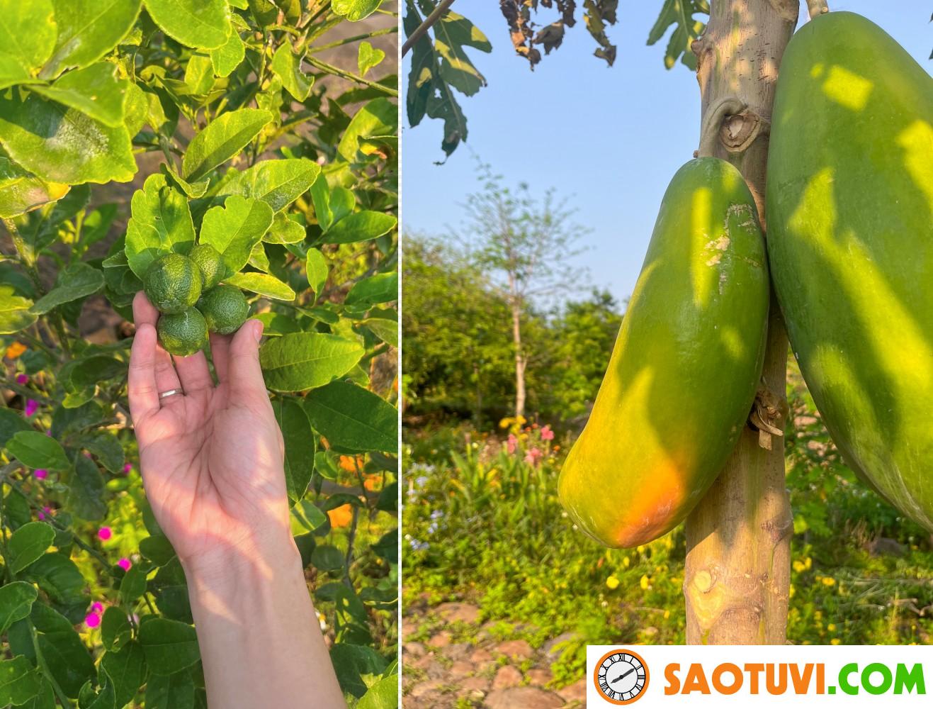 Đôi vợ chồng 9X bỏ phố về quê, chi 100 triệu cải tạo vườn rộng 10.000m2 vừa có ao vừa có suối