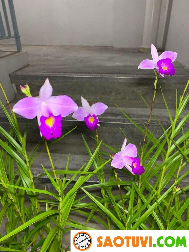 Loài hoa này nở quanh năm, cắm cành vào đất 2 tháng liền bén rễ, trồng trong nhà sẽ mang đến tài lộc