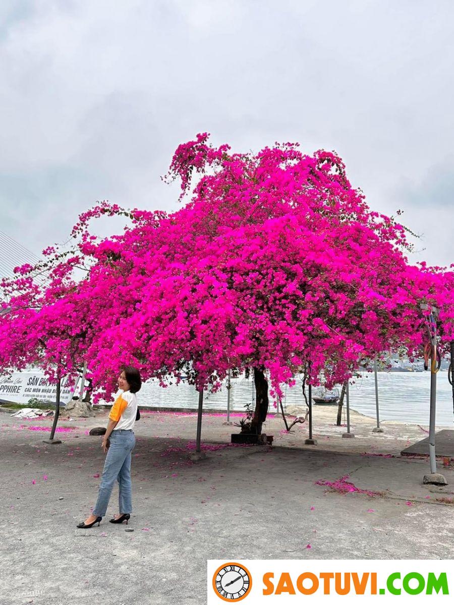 Loài hoa này nở quanh năm, mang đến vận may cho gia đình, cắm cành vào đất liền bén rễ