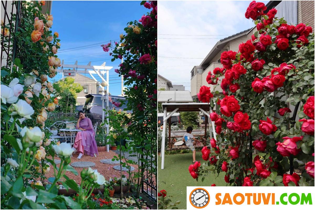 Mẹ Việt chi 60 triệu cải tạo vườn ở Nhật: Rau thơm đủ loại, hoa hồng đua nhau khoe sắc rực rỡ