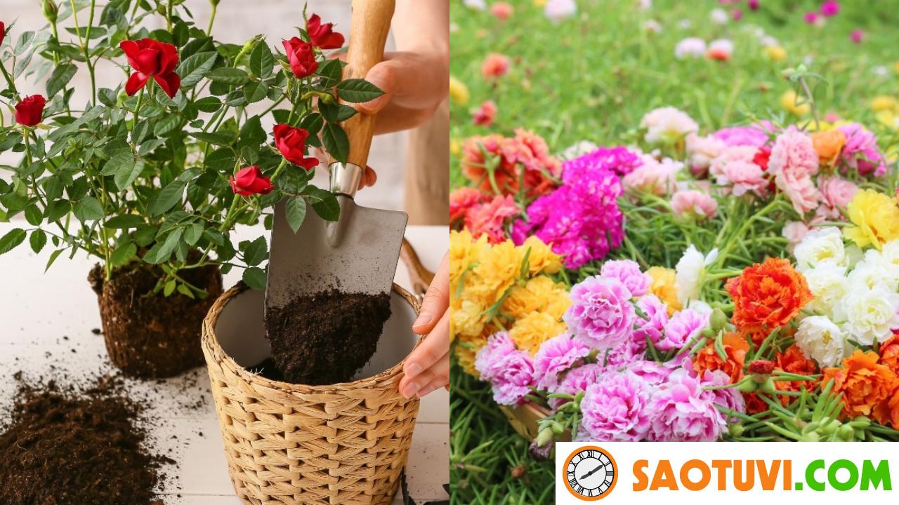 Sau 15 năm trồng hoa, tôi phát hiện 8 loại hoa giâm cành mùa hè có tỷ lệ sống cao