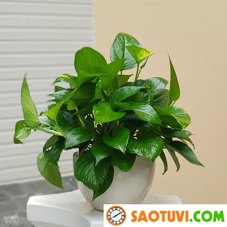 Trồng 10 chậu trầu bà không bằng 1 chậu cây này, nó hấp thụ khí độc cực tốt lại gọi lộc vào nhà