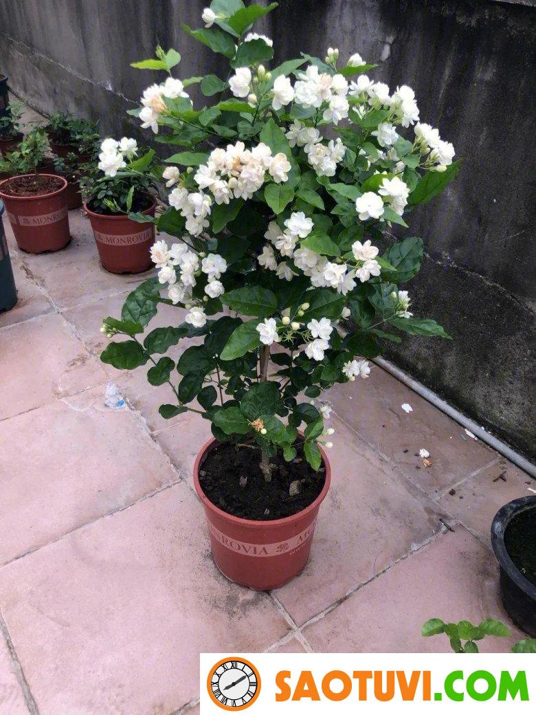 Trồng hoa nhài phải chăm làm 3 việc, hoa cứ tàn lại nở, cả trăm bông một chậu