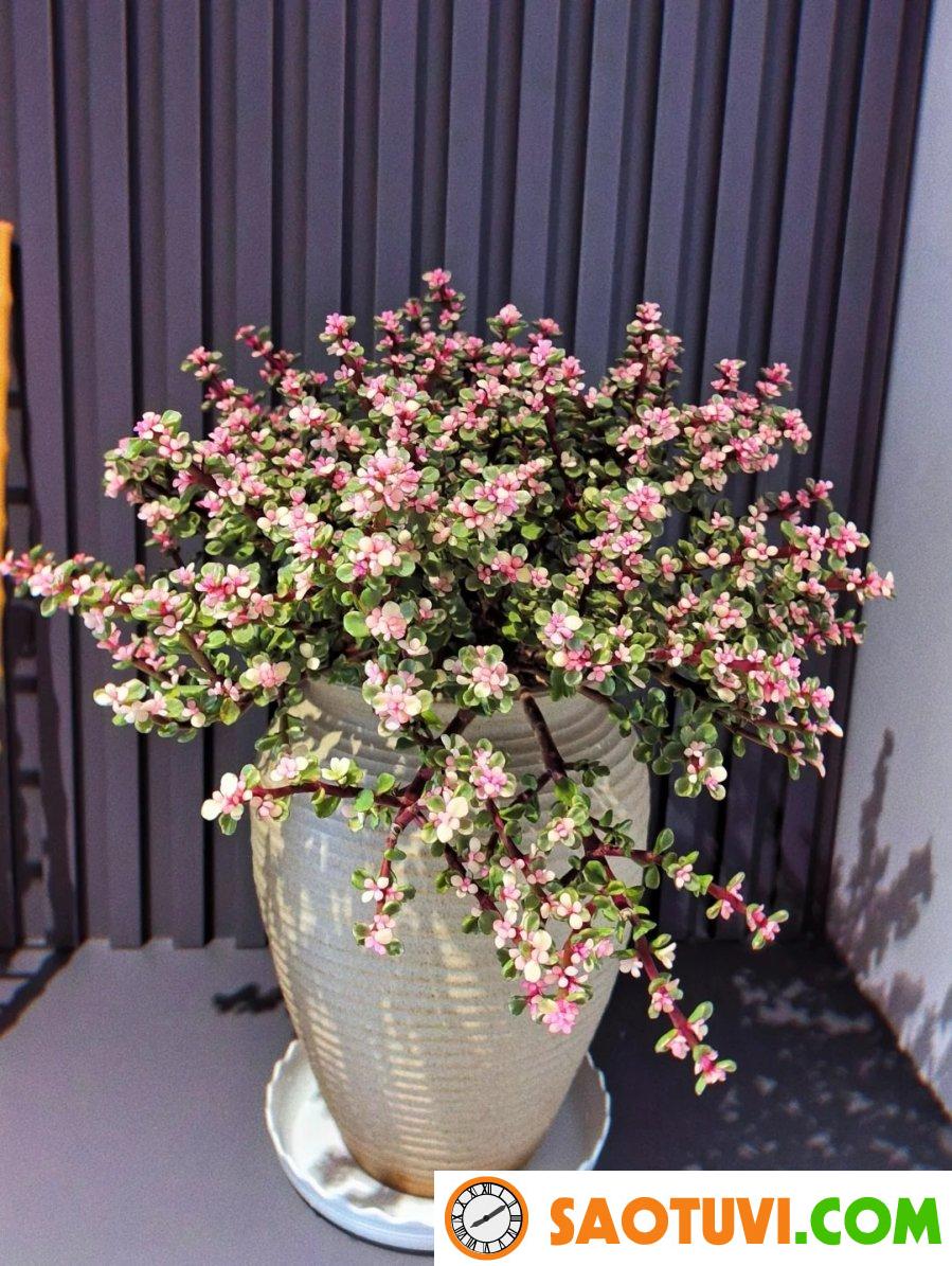 Trước nhà có 2 loại hoa này, vừa đẹp nên thơ vừa hút lộc, gia đình không phú quý cũng hạnh phúc