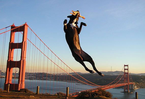 Flutter Design Patterns: 17 — Bridge